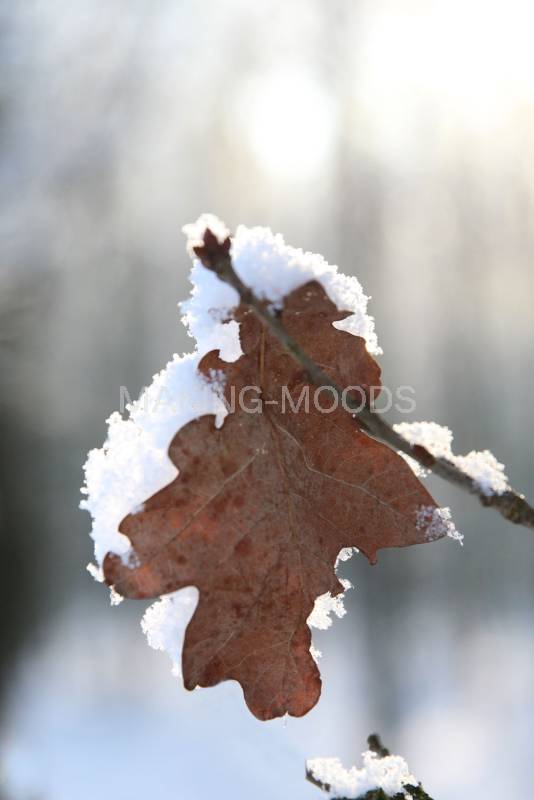 Preview Winter-Moods-14-4.jpg