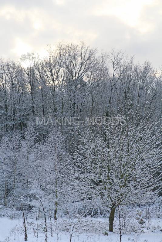 Preview Winter-Moods-20.jpg
