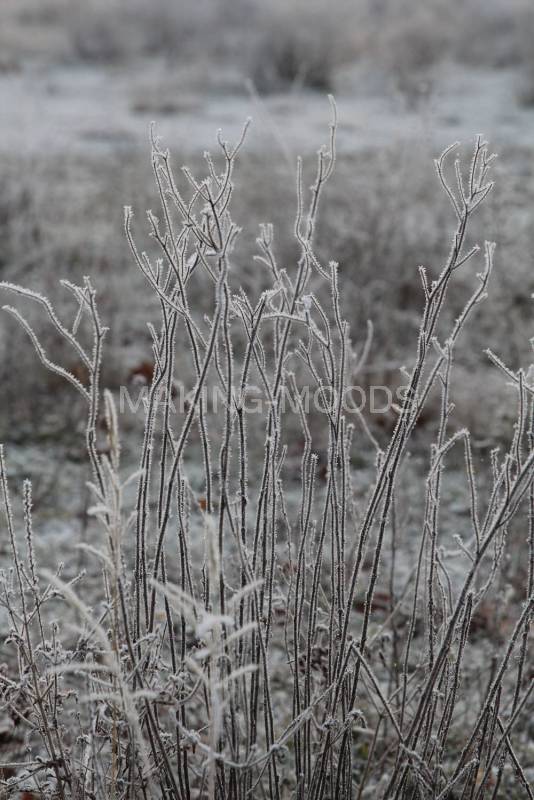Preview Winter-Moods-539-3.jpg