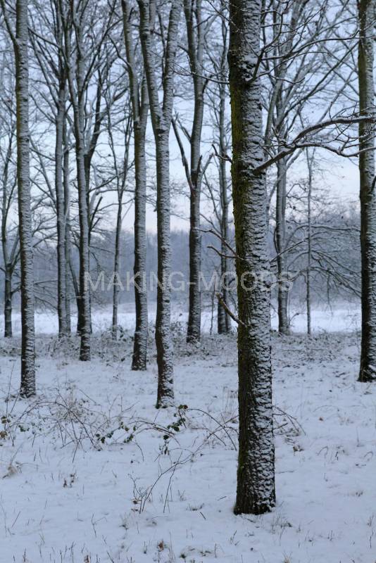 Preview Winter-Moods-99.jpg